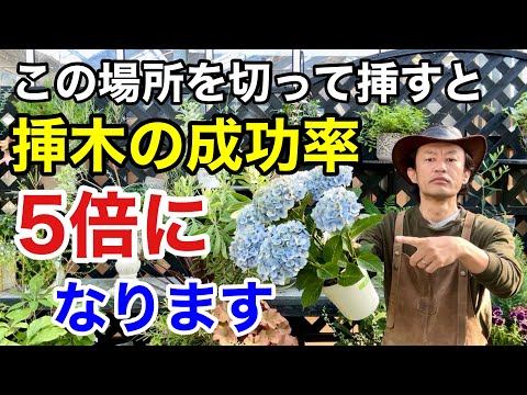 挿し木の成長を促進するアイデアはありますか？柳の水で水をやれますか？  庭園