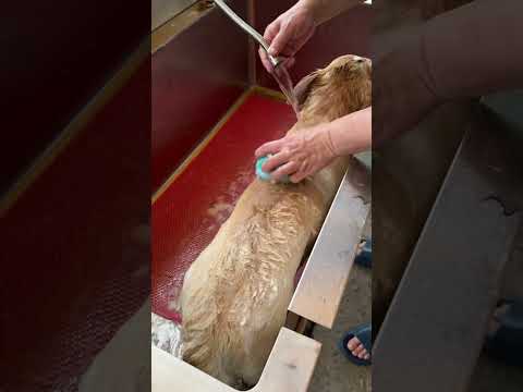 Kimmy’s finally taking a bath🐶 #dog