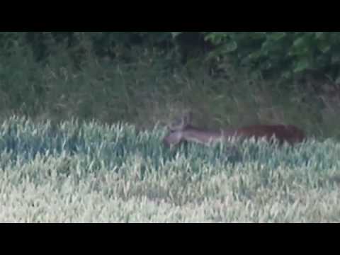 Abend Ansitz 3  auf Sauen bei Mond am Weizen in Schleswig Holstein