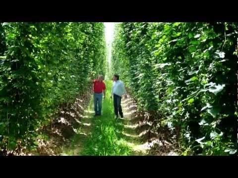 Hops from Hallertau - for the World`s Best Beers