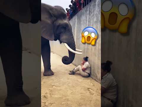 فيل ضخم يقوم بشئ غير متوقّع 😨