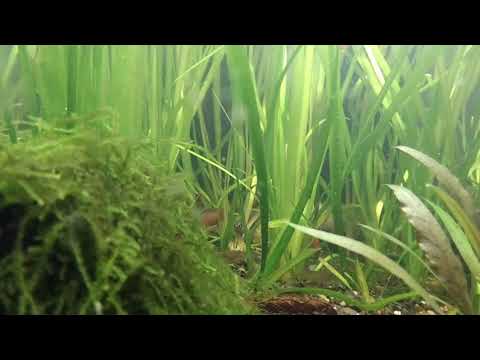 Black Tiger Dario vs Dario Kajal. Fighting mode with stunning coloration.