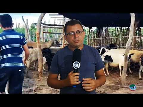 Alerta pra furto e roubo de animais no município de São Félix do Piauí 