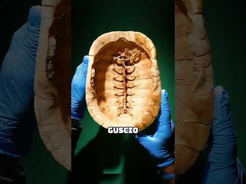 La tartaruga non può uscire dal guscio!