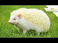 5 Unexpected Albino Animal Facts - YouTube