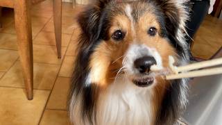 【シェルティ】朝は眠い【フランス田舎暮らし🇫🇷】#犬の散歩 #賢い犬 #犬のいる暮らし #マイペースな犬