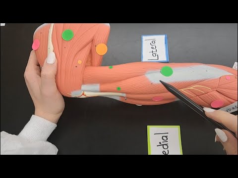Muscles of the Arm and the Forearm - MADE EASY - Part 1 of 2