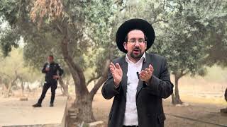 מצווה להשתחוות ברחבי הר-הבית המקודש | הרב אליהו ובר  (ישיבת הר הבית) - התמונה מוצגת ישירות מתוך אתר האינטרנט יוטיוב. זכויות היוצרים בתמונה שייכות ליוצרה. קישור קרדיט למקור התוכן נמצא בתוך דף הסרטון