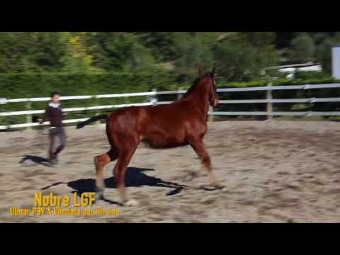 Nobre LGF (Ulmar PSV X Viholeta AR por Hircino AR)