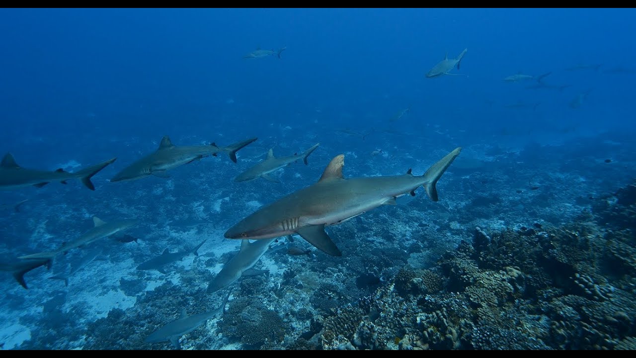 Shark Awareness Kenya