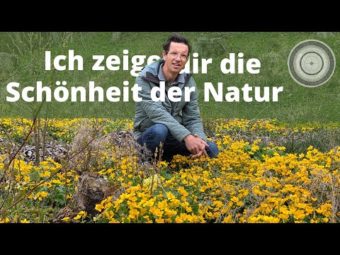 Die Schönheit der Natur erkennen -  erste Bienenpflanzen