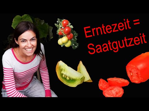 Eigenen Tomatensamen gewinnen I Tipps für Selbstversorger I Teil 4/4