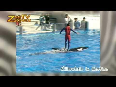 ZooZappers - Orca - Killer whale show #03