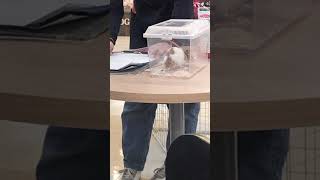 Download lagu rat for supper mp3 Download lagu rat for supper mp3