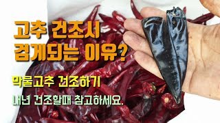 고추건조시 고추가 검게 변하는 이유? 고추농사 거의 끝나갑니다 끝물고추