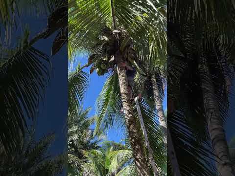 #shorts #itacare #travel #brasil #turismo #bahia #argentina #pyf