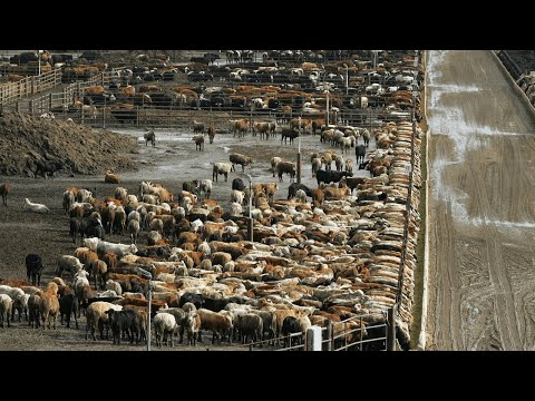 Investigadores australianos trabajan en la primera «vaca inteligente”