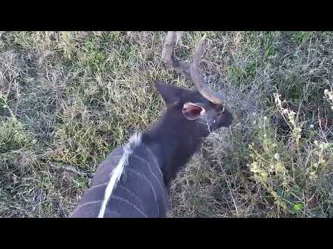 Djuma: Nyalas, Impalas, Hippo, Waterbucks and Elephant - 06:58 - 07/01/2023