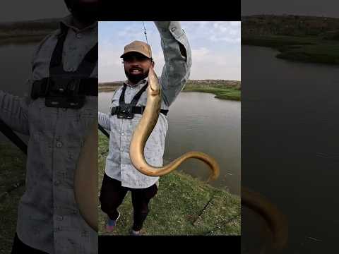 Bam Machhali | Big Bam fish | Baam fishing | shot video | Angler Master
