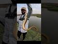 Bam Machhali Big Bam Fish Baam Fishing Shot Video Angler Master