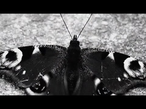 9cigK & Abycc - Schmetterling prod. Milez Beats (Offizielles Musikvideo)