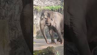 Download lagu gajah besar mp3 Download lagu gajah besar mp3