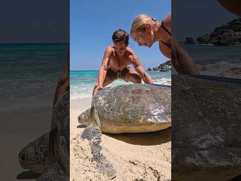 They went to the beach and ended up saving a giant sea turtle 👏