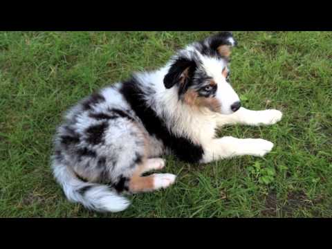 Amy - Unser Aussie mit den "Smokey Eyes"