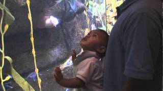 preview picture of video '2009 08   Omaha Zoo   Memphis Watching Orange Fish'
