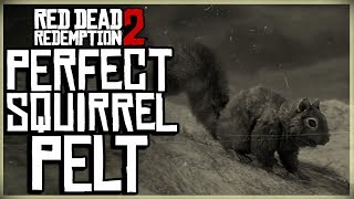 HOW TO GET A PERFECT SQUIRREL PELT - RED DEAD REDEMPTION 2 PRISTINE SQUIRREL HUNT