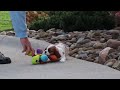 Cavalier King Charles Spaniel dogs for sale: Alec - Video 1