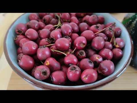 Najjača biljka za srce! Srčani udar i lupanje srca!