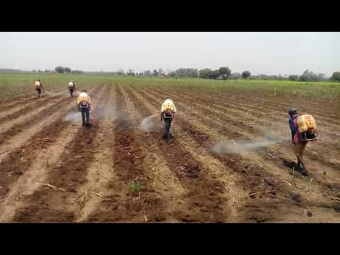 Spray Herbicide in Sugarcane for Weed Controlled