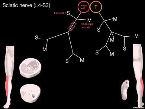 Sciatic nerve schematic