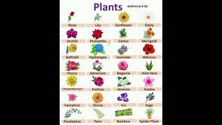 Download lagu Berbagai jenis bunga #bunga #kebunbunga #tanaman #berkebun #kosakata mp3 Download lagu Berbagai jenis bunga #bunga #kebunbunga #tanaman #berkebun #kosakata mp3