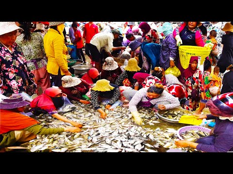 Amazing live fish distribution   Most Popular Wholesale Fish Market In Phnom Penh City