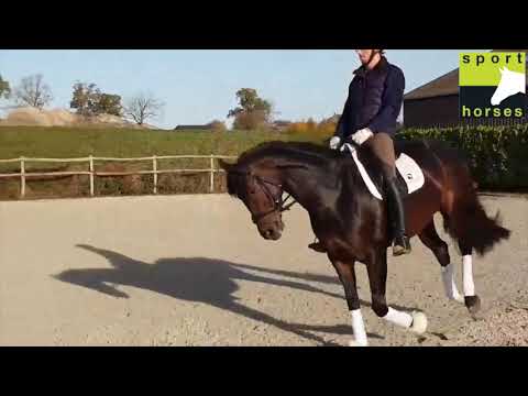 Hanovrien | Don Index | Lauries Crusador