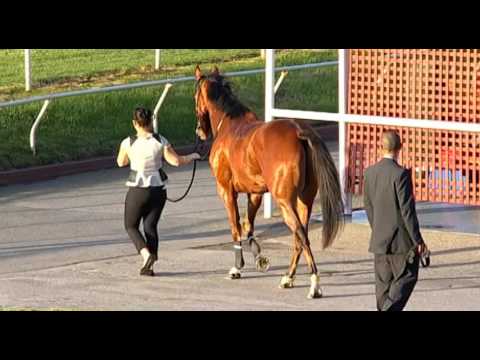 Belmont Park, 28/05/2016 - Race 8 - PROCEEDWITHCAUTION - Geoffrey Van De Molen & Shaun McGruddy
