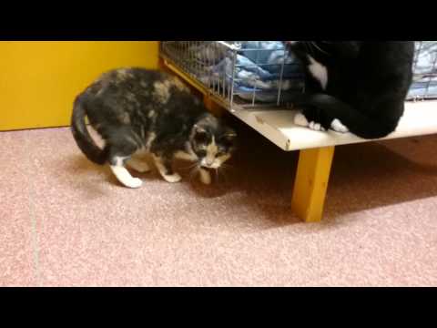 Uni ja Päivi leikkimässä