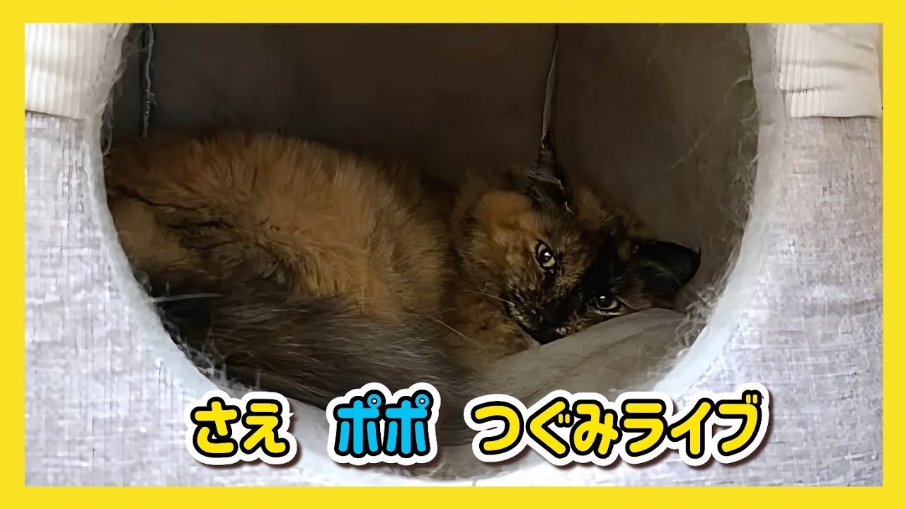 🔴【にこりら】さえポポつぐみライブ😸