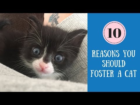 10 Reasons You Should Foster a Cat