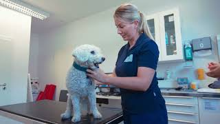 Karriere in der Tierklinik Oberhaching: Tierärztin/ Tierarzt