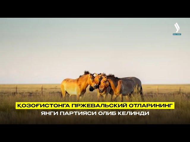 Қозоғистонга Пржевальский отларининг янги партияси олиб келинди