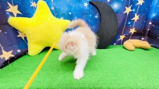 スコティッシュフォールドの動画01