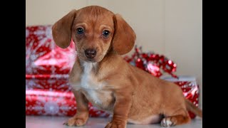 Video preview image #1 Dachshund Puppy For Sale in EAST EARL, PA, USA