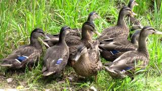 preview picture of video 'Mallards at Sunset Lake, New Jersey'