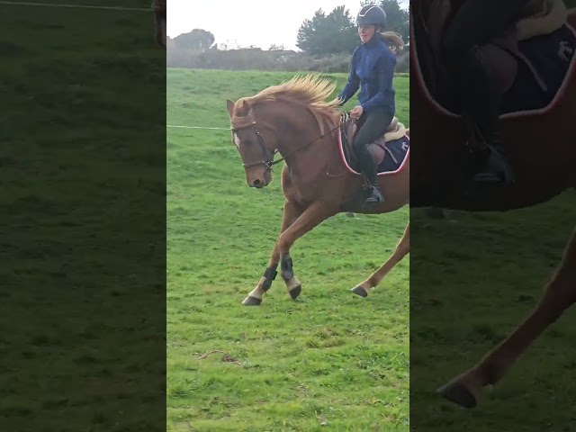 Hongre Pur-sang Arabe Polyvalent 