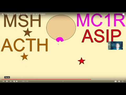 the genetics of skin, hair, & iris color