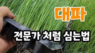 대파 전문가 처럼 심는법 1년동안 대파 맘것 먹을 수 있다 #대파심는법
