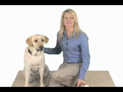 download lagu mp3 mp4 Rimadyl, download lagu Rimadyl gratis, unduh video klip Rimadyl